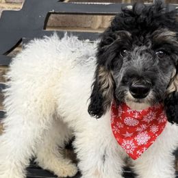 Aussiedoodles from Simply Blessed Doodles