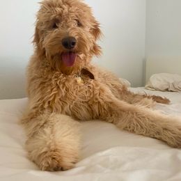 Goldendoodle and Poodle All Grown Up from Rainbow Poodles and Doodles of Oklahoma