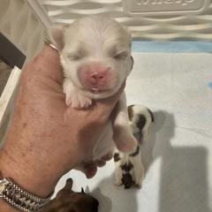 Boy 1 - Mal-Shi puppy in New York from Alana Miller