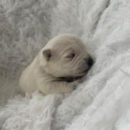 Jovie - White female West Highland White Terrier puppy in North Muskegon, Michigan from Bountiful Westies of West Michigan