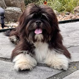 Trump - Lhasa Apso