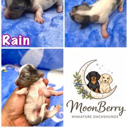 Rain Blu-Tan Dapple Pie - Dapple female Dachshund puppy in Tecumseh, Oklahoma from MoonBerry Miniature Dachshunds