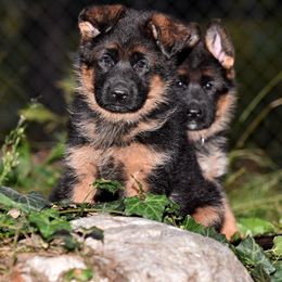 German Shepherd Puppies from Alta-Tollhaus German Shepherds