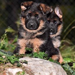German Shepherd Puppies from Alta-Tollhaus German Shepherds