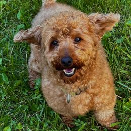 Goldendoodles, Poodles, Shihpoos, and Shih Tzus from Geise Meadow Doodles
