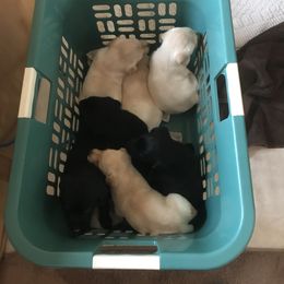 Labrador Retriever Puppies from Whispering Creek British labs LLC
