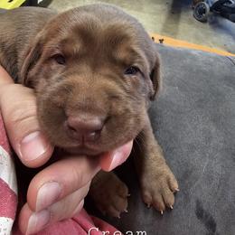 Cream Collar - Chocolate female Labrador Retriever puppy in Boyd, Minnesota from Lindley Labradors