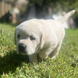 Light purple girl - Yellow female Labrador Retriever puppy in Sweet Home, Oregon from Snowpeak English Labradors