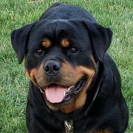 REA - Rottweiler