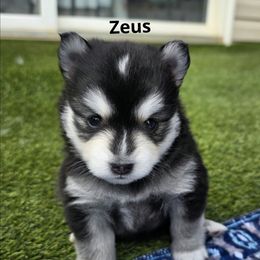 Zeus - Black and white male Pomsky puppy in Fredericksburg, Virginia from Purely Pomskies