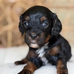 January - Tri-color male Cavapoo puppy in Yuciapa, California from AlltheDoodlez_