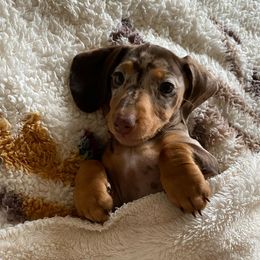 Dachshunds from El Dachshunds