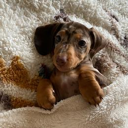 Dachshunds from El Dachshunds