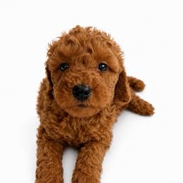 Daisy - Red  female Goldendoodle puppy in Warrensburg, Missouri from Supreme Doodles