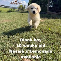 Black boy - Light golden male Golden Retriever puppy in Knoxville, Tennessee from Autumn Lane Goldens