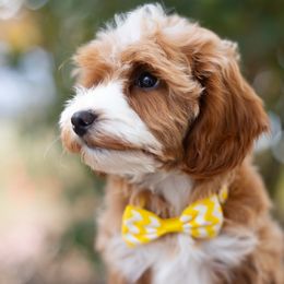 Popcorn- Yellow Girl - Red  female Goldendoodle puppy in Salt Lake City, Utah from Snowfire Doodles