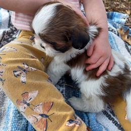 Shih Tzu Puppies from Tiny Bubbles Shih Tzus