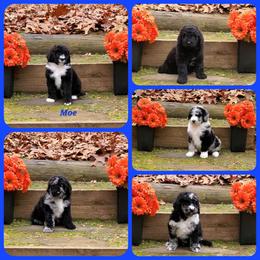 Bernedoodle Puppies from Foothills Family Doodles