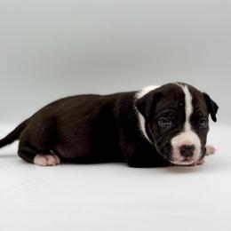 Violet - Black female American Bully puppy in Conroe, Texas from Titanium Kilo Kennels Texas