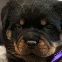 Rottweilers from DKV Rottweilers, German Rottweiler Puppies For Sale