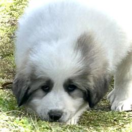 LEGEND Red collar male - White and badger male Great Pyrenees puppy in Fair Grove, Missouri from Allen Wags & Woolies