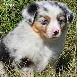 KB.BMM - Blue merle male Miniature Australian Shepherd puppy in Deer Lodge, Tennessee from KSH Aussie Haven