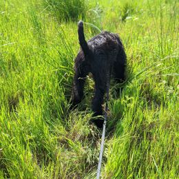 Giant Schnauzer Puppies from Riesenschnauzers von Reh Bach
