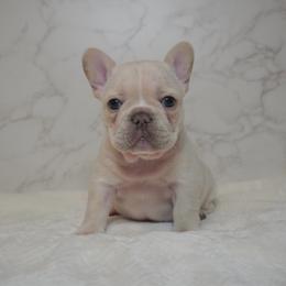 Tori - Cream female French Bulldog puppy in Citrus Heights, California from Cali Rooted Bullyz