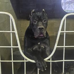Brussels Griffon and Cane Corso All Grown Up from Icon Cane Corso