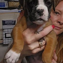 Girl 5 - Fawn female Boxer puppy in Piedmont, South Carolina from SmashBox Kennel