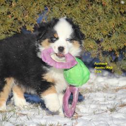 Geo, blue eyes - Black tri male Miniature American Shepherd puppy in Hillsdale, Michigan from Faithwalk Aussies and Mini American Shepherds
