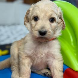 Peaches - Apricot female Goldendoodle puppy in Yuciapa, California from AlltheDoodlez_