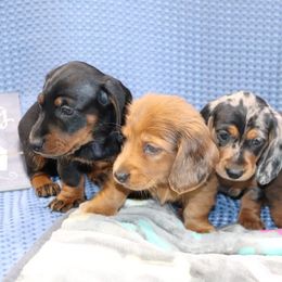 Dachshund Puppies from Kingpin Doxies