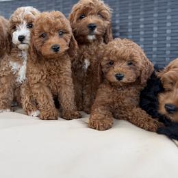 Cavapoo Puppies from Driftwood Acres