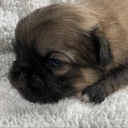 Full AKC Camper - Fawn sable male Pekingese puppy in Pennsylvania from Triple I Pekes