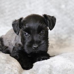Peanut butter - Salt and pepper male Miniature Schnauzer puppy in Tremonton, Utah from Rocky Mountain Schnauzer