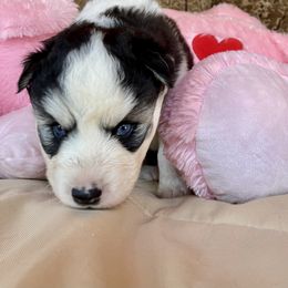 Roxy - Black and white female Siberian Husky puppy in Diamond Lake, Washington from Husky Haven WA