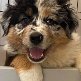 Australian Shepherds and Miniature Australian Shepherds from VS Ranchn Aussies