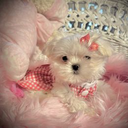 Autumn - White and lemon Maltese puppy in Upland, California from Prime Paradise Kennel
