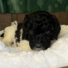 Gray collar boy - male Newfypoo puppy in Fairfield, California from Twin Sisters Doodles