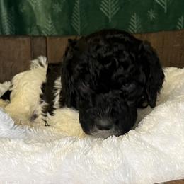 Gray collar boy - male Newfypoo puppy in Fairfield, California from Twin Sisters Doodles