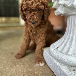 Pearl - Red  female Poodle puppy in Round Rock, Texas from Round Rock Rubies