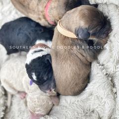 Bernedoodle and Bordoodle Puppies from Divine Doodles