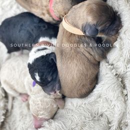 Bernedoodle and Bordoodle Puppies from Divine Doodles