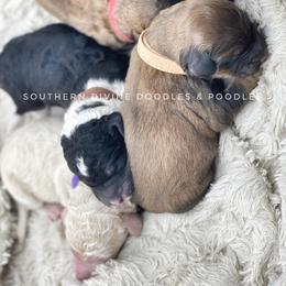 Bernedoodle and Bordoodle Puppies from Divine Doodles