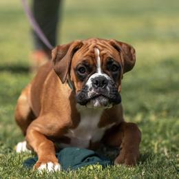 Boxers from Bastion Boxers