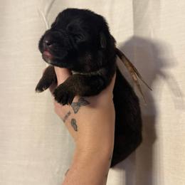 Gem - Bi-color female German Shepherd puppy in Beryl, Utah from Von Den Mächtigen Kennels