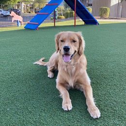 Golden Retriever Puppies from TC's Golden Ranch