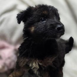 Male 2 - Black and tan male German Shepherd puppy in Leon, West Virginia from Heart2Heart Kennels