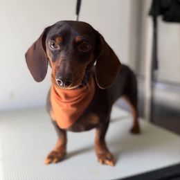 Emmy Lou - Dachshund